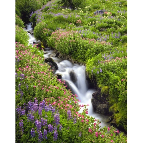 OR, Elk Cove Creek flowing through meadow flowers